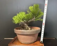 黒松 盆栽のサムネイル