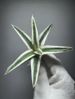 2025年最新】アガベ 氷山の人気アイテム - メルカリ