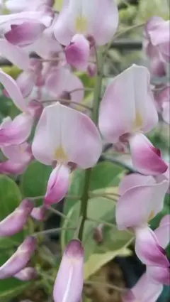 2026年最新】八重黒龍藤の人気アイテム - メルカリ