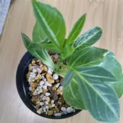 2026年最新】バオバブの木の人気アイテム - メルカリ