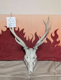 2025年最新】置物 鹿 角の人気アイテム - メルカリ