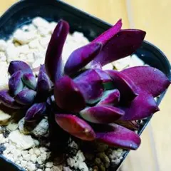 多肉植物 韓国苗 アガボイデスロメオ - メルカリ