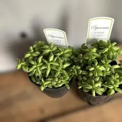 まる様 リクエスト 2点 まとめ商品