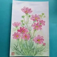 コスモス！手描きの絵手紙