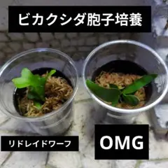 ビカクシダ　セット　金童　OMG　リドレイドワーフ　ギンカ　など 2026年最新】ビカクシダ omgの人気アイテム - メルカリ
