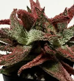 2026年最新】品種名：アロエ 観葉植物 ハオルチア・アロエの人気