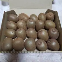 キウイフルーツ㉒ヘイワード1.4kg 20個