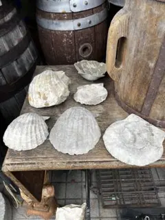 タカハシホタテ 約700万年前から100万年前に生息していたホタテガイの仲間、 タカハシホタテ 約700万年前から100万年前に生息していたホタテガイの