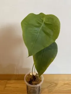 Anthurium Ivanportillae アンスリウムイヴァンポルティラエ - メルカリ
