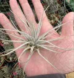 Tillandsia Argentea 速達発送 - メルカリ