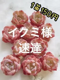 イクミ様 リクエスト 3点 まとめ商品