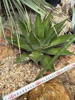 新種】アガベ モンタナ 白覆輪斑｜国内流通少・艶肌美株（発根済み