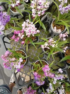 ウチョウラン　花苗　寄植えのサムネイル