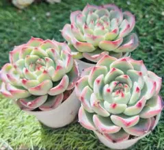 み様 ご専用　值引70円　リクエスト 2点 まとめ商品