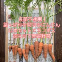 2026年最新】葉つきにんじんの人気アイテム - メルカリ