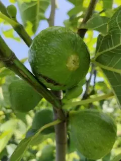 woopsイチジク いちじく 穂木 苗 庭木・植木・果樹：イチジク*（いちじく）接木苗 6号（ご希望の