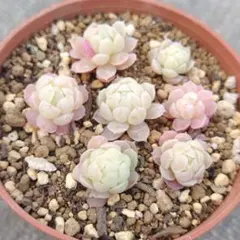 かなやん様 リクエスト 5点 まとめ商品