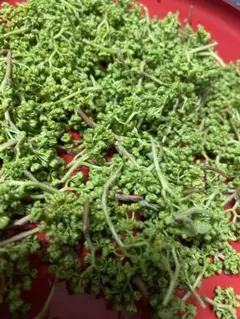 花山椒 新鮮摘みたて 100g - メルカリ