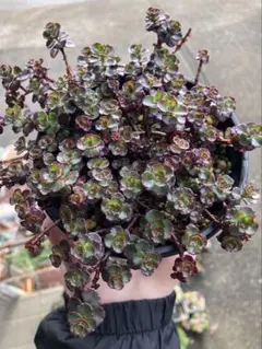 綾鷹様 リクエスト 3点 まとめ商品