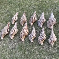 2026年最新】法螺貝標本の人気アイテム - メルカリ