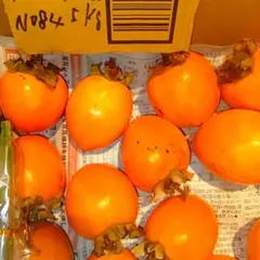 商品No.84 干し柿作り用愛宕柿 Sサイズ36個 ５kg