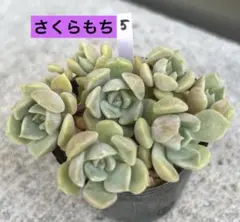 10 だるま姫秋麗 x メキシコミニマ 多肉植物 - メルカリ
