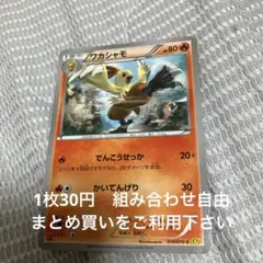 ワカシャモ　在庫1