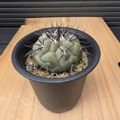 コルムナアルバ x 輸入球（国内実生） コピアポア 孤竜丸 #228 - メルカリ