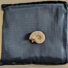 2026年最新】アンモナイト 約10cmの人気アイテム - メルカリ