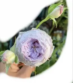 ぷっちん様 リクエスト 2点 まとめ商品