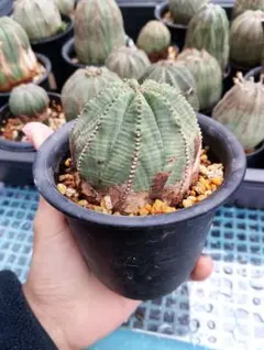 特価 \