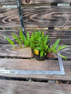 チビ助様 リクエスト 2点 まとめ商品