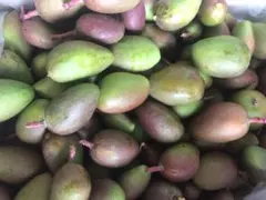摘果マンゴー13kg 摘果マンゴー 13kg - メルカリ