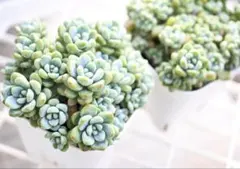 mamamama様 リクエスト 3点 まとめ商品