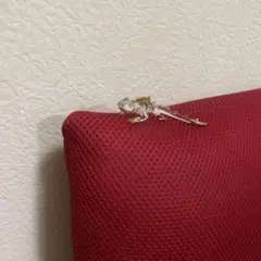 爬虫類　置き物