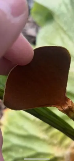 2025年最新】キッチャクードの人気アイテム - メルカリ