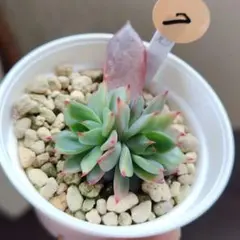 2025年最新】ミックスベリア 円の人気アイテム - メルカリ