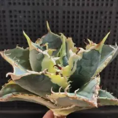 週末セール15000→6000写真現物【鉢ごと発送】美株 白鯨錦 錦フェア【鉢ごと発送】活着 美株 アガベ チタノタ 白鯨錦 覆輪