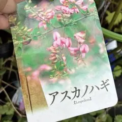 琉球の樹木】 アオバナハイノキ 苗木 小 - メルカリ