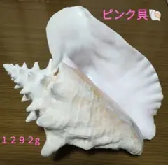 ピンク貝　コンク貝　コンクシェル　置き物　大きな貝殻　 1292g
