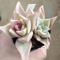 サ*人様 マディバ2頭　抜き苗