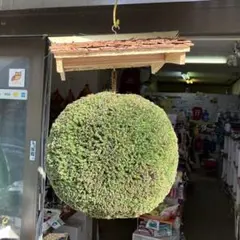 2026年最新】杉玉の人気アイテム - メルカリ