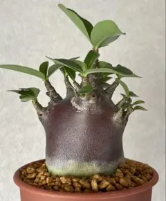 【激レア/ブラックスキン/ドワーフ 】アデニウム スーパーレッド B-5 鉢植え 激レア/ブラックスキン/ドワーフ 】アデニウム スーパーレッド B-5