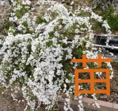 【モカれん様専用】雪柳　小苗 2セット