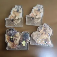 マーモット　アクリルスタンド　4個　まとめ売り