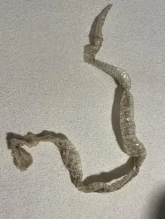 2025年最新】一本脱ぎ＃蛇の人気アイテム - メルカリ