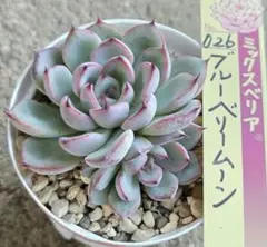 2025年最新】おらいさん苗 ブルーベリームーンの人気アイテム - メルカリ