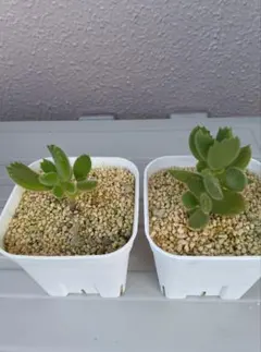 多肉植物 熊童子 抜き苗 もしくは プラグ苗 - メルカリ