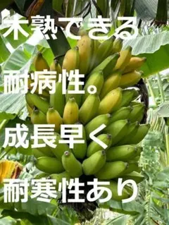 中苗65cm◇富裕層向け蜜味品種。マリオンナムワ＝バナナ苗◇永久資産