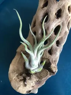 じゅんじゅん様 リクエスト 2点 まとめ商品